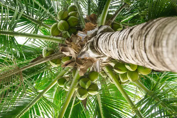 Looking up view coconut tree trunk stem bark leading to cluster of young green coconuts hanging on tree top branch, lush green foliage at tropical garden in Vietnam, palm ready to harvest. Agriculture