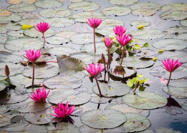 Yakın plan mor nilüferler, gölet, Vietnam, menekşe nilüferleri gibi büyük yeşil yapraklar ve su sümbülü bitkileriyle dünya çapında tropikal iklimlerde popüler olan bir çiçek bitkisidir. Arkaplan
