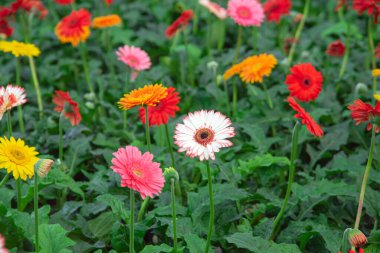 Güzel turuncu, kırmızı, kırmızı, kırmızı, Gerbera, kırmızı, kırmızı, kırmızı, kırmızı, kırmızı, kırmızı, kırmızı, kırmızı, kırmızı, kırmızı, kırmızı, kırmızı, kırmızı, kırmızı, sarı, yeşil, yeşil, yeşil, kırmızı, kırmızı, kırmızı, kırmızı, kırmızı, kırmızı, kırmızı, kırmızı, kırmızı, kırmızı, kırmızı, kırmızı, kırmızı, kırmızı, kırmızı, kırmızı, kırmızı, kırmızı, kırmızı, kırmızı, kırmızı, kırmızı, kırmızı, kırmızı, kırmızı, kırmızı, kırmızı, kırmızı, kırmızı, kırmızı, kırmızı, kırmızı, kırmızı, kırmızı, kırmızı, sarı. Doğa