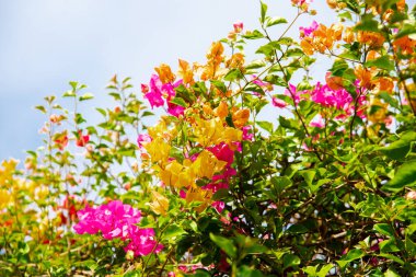 Nha Trang, Vietnam 'da mavi gökyüzünün altında açan sarı, turuncu, pembe Bougainvillea çiçeklerinden oluşan güzel bir karışım. Tropik dikenli asma cinsi. Saat dört ailesine ait çalılar. Asya
