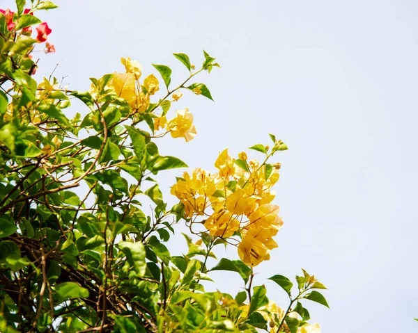 Nha Trang, Vietnam 'da mavi gökyüzünün altında açan sarı Bougainvillea çiçekleri, tropikal dikenli asmalar, çalılar, saat 4' e ait ağaçlar, Nyctaginaceae, yeşil yaprak cinsi. Asya