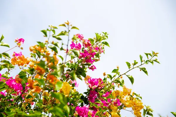 Multicolored blended orange pink Bougainvillea flowers blooming blue sky in Nha Trang, Vietnam, genus of tropical thorny ornamental vines, bushes belonging to four o clock family, green leaves. Asia