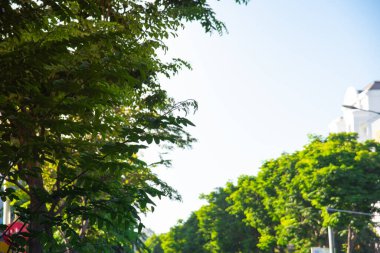 Ho Chi Minh City 'de her iki taraftaki yemyeşil ağaçlarla kaplı yol, ana bulvar boyunca uzanan büyük ağaç çalılarına bak, güneşli mavi gökyüzü, çevre dostu ulaşım. Vietnam