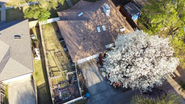 Arka bahçedeki bahçe çiftliğinde bambu çardaklı ağaçlar, ilkbaharın güzel çiçekleri Bradford armudu veya Pyrus calleryana, ahşap çitin yakınındaki Callery, Dallas, Texas, ABD. Havadan