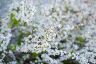 Seçici odak noktası Thunberg Spirea veya Spiraea Thunbergii çalılarının çiçek açması, küçük beyaz çiçeklerin çok erken bahar, Dallas, Teksas, cüce kompakt çiçek kaplama kemer sapları. ABD