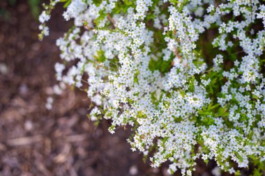Blossom Spiraea Thunbergii, Dallas, Teksas 'taki banliyö evinin ön bahçesindeki kahverengi gübre toprak arka planında beyaz çiçekleri serpiştiriyor. Cüce, güçlü çiçek kaplama tomurcukları. ABD