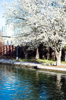 Blossom Bradford Armudu Kanal Nehir Yürüyüşü boyunca Bricktown Eğlence Bölgesi 'nde Oklahoma şehir merkezinde arka planda, Oklahoma' da tatil beldeleri, açık mavi gökyüzü. ABD