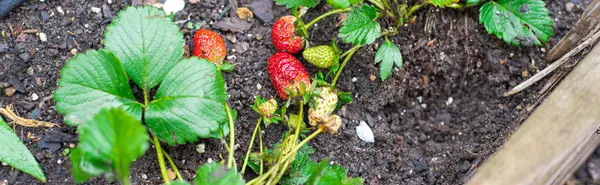 Panorama view loads of green and red strawberry fruits wooden raised beds with rich compost growing medium, urban homestead farming in Dallas, TX, USA, grow your own food, healthy lifestyle. Organic