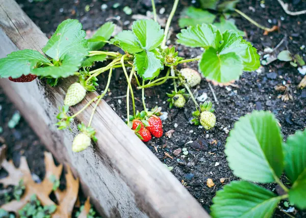 Loads of green and red strawberry fruits on wooden raised beds with rich compost growing medium, urban homestead farming in Dallas, Texas, USA, grow your own food trend, healthy lifestyle. Organic