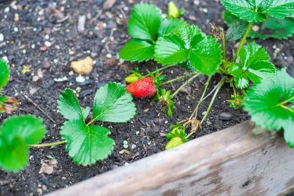 Juicy Buah Stroberi Matang Siap Untuk Panen Kebun Belakang Kebun Stok Gambar