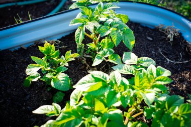 Oluklu metalin yuvarlak köşesi zengin gübre toprağında büyüyen patates bitkileriyle birlikte bahçe yatakları Dallas, Teksas 'taki bahçe bahçesinde sabahın erken saatlerinde yetiştirilmiş patatesler, kentsel bahçe işleri. ABD