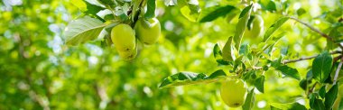 Panorama bol miktarda elma meyvesi ön bahçedeki küçük dwarf meyve ağaçları üzerinde bükülüyor şehir çiftliği, Dallas, Texas, mevsimlik arka plan, arka bahçe kendi kendine yetiyor. ABD