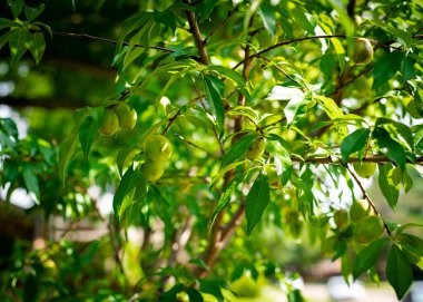 Bahçenin ön bahçesinde taze nektarin meyvesi ya da Prunus persica var var. Dallas, Teksas 'ta ağaç dalında yeşil yapraklı nucipersica pürüzsüz cilt, ev yapımı aile yadigarı cüce meyve ağacı. ABD