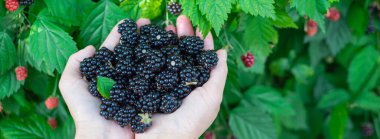 Panorama manzaralı Asyalı eller taze taze toplanmış böğürtlen dolu avuçlar bol miktarda böğürtlen arka planı, Dallas, TX 'teki Homestead bahçe meyve bahçesinden organik böğürtlen. ABD