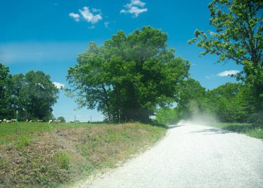Dikenli tel örgülü çitleri ve Mansfield, Missouri 'nin kırsal kesiminde toz çakıl yolunun yanında otlayan sığır çiftliği, kırsal verimli ağaç tepe örtüsü güneşli mavi gökyüzü, uzak yolda araba yolculuğu. ABD
