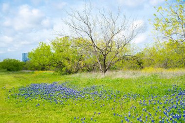 Arka planda Las Colinas, Irving, Teksas şehir merkezli mavi başaklı çayır, yaban çiçeği karışımı, çevresel planlama ve kentsel doğa yönetimi ile dolu ilkbahar tarlaları. ABD