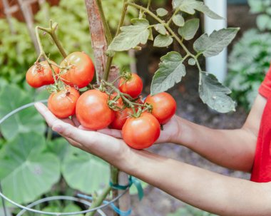 Kırmızı tişörtlü genç Asyalı bayan elinde büyük domates kümesi bambu kazıklarıyla olgunlaşmış, Dallas, Teksas 'taki mutfak bahçesinde kafes destekli, organik ev yapımı Dona aile yadigarı bitki. ABD