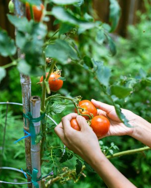 Asyalı kadın elleri Dallas, Teksas 'ta arka bahçedeki üzüm dallarından olgun domatesleri topluyor, organik ev yapımı, kafes ve bambu kazık destekli Fransız domates fabrikası. ABD