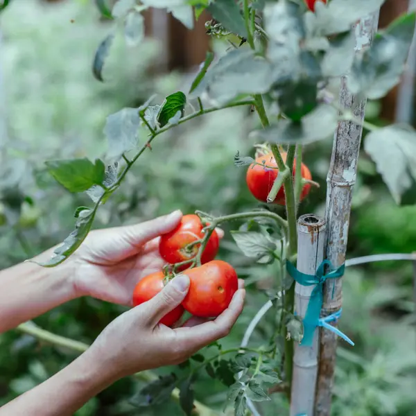 stock image Asian lady hands picking ripe tomatoes off vines branches at backyard kitchen garden in Dallas, Texas, organic homegrown Dona heirloom French tomato plant with cage and bamboo stakes support. USA