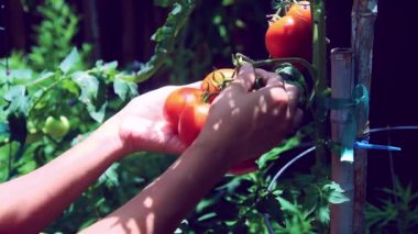 Asyalı kadın el pençe divan duruyor, olgunlaşmış domatesleri topluyorlar Dallas, Teksas 'taki arka bahçe bahçesinde, organik ev yapımı Dona domates fabrikası, şehir çiftliği.