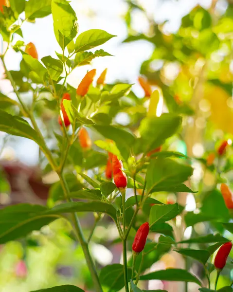 stock image Lookup view red yellow green tabasco pepper hanging on branches at backyard garden in Dallas, Texas, chili species Capsicum frutescens originating in Mexico popular in sauce, peppered vinegar. USA