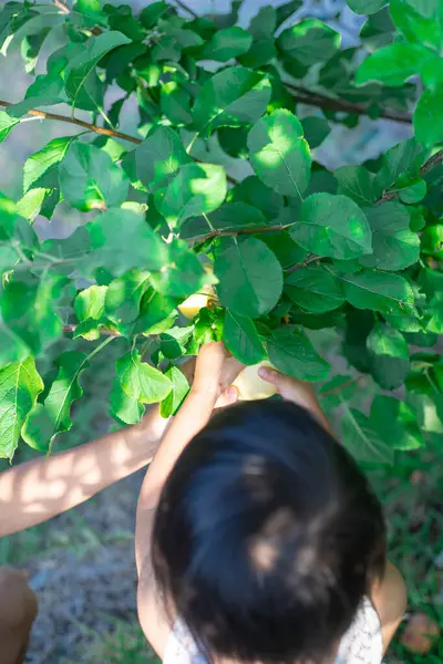 stock image Asian mother and toddler girl hands holding harvesting apple from low hanging branch at homegrown orchard in Dallas, Texas, organic summer fruits harvest, front yard gardening edible landscaping. USA