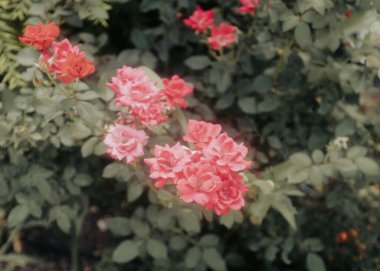 Bahçe düzenleme çalılığı ve çiçek açması Rosa Rose 'u kaldırımda cezbetti. Dallas, Teksas' ın banliyö yerleşim alanının ön bahçesini düzenledi. Popüler çiçek ve 2000 'de All-America gül seçimlerini kazandı. ABD