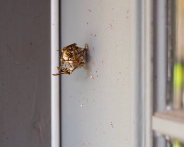 Side view a small wasp nest up on doorframe of grey patio door at suburban house in Dallas, Texas, wasps build paper nest, pest and insect control issue, wildlife inspections house maintenance. USA clipart