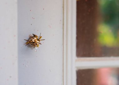 Dallas, Teksas 'taki banliyö evinin kapısında küçük eşekarısı kovanlı tonlu fotoğraf tabelası, haşere ve böcek kontrol sorunu, yaban hayatı denetimleri ev bakımı. ABD