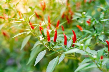 Dallas, Teksas 'taki sebze bahçesinde hasat için olgunlaşmış Tayland biberleri. Cennete bakan kırmızı biberler, çiçek ve yeşil meyveler. ABD