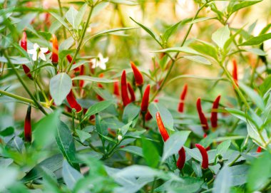 Yeşil ve kırmızı Tayland biberli beyaz çiçekler ağaç dalında olgunlaşır Dallas, Teksas 'taki arka bahçedeki sebze bahçesinde hasat etmeye hazır biberler cennete bakan Capsicum Annuum' a dik olarak büyür. ABD