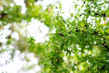 Loads of black huckleberry fruits on tree branches ready to harvest at farm in San Antonio, Texas, blue-black edible berries on densely-branched shrub with small leaves, Vaccinium membranaceum. USA clipart