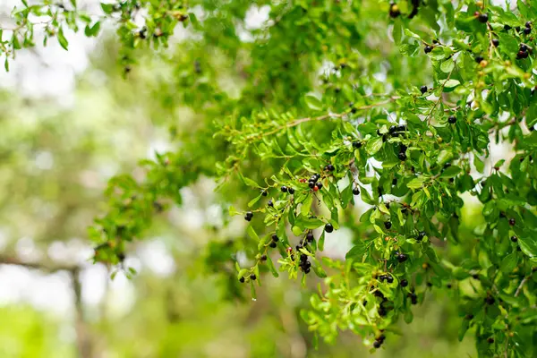 stock image Texas farm black huckleberry plants cultivation with cluster of fruits ready to harvest in San Antonio, Texas, blue-black edible berries on densely-branched shrub with small leaves, Vaccinium. USA