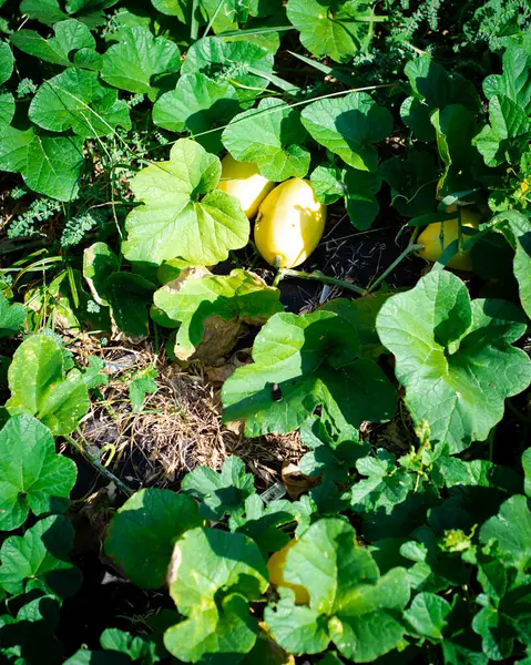 stock image Group of golden Japanese canary melon growing on ground with long vines, green leaves at organic backyard garden in Dallas, Texas, pear shaped personal crispy melon Asian fruits ready to harvest. USA