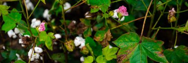 Panorama blossom pink and yellow cotton blooms with cotton bolls ready to harvest at farm in Raymondville, Texas, flowering important to production as pollinated flowers form bolls, agriculture. USA clipart