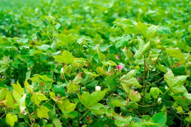 Güney Teksas, Raymondville 'de tomurcuklanma sırasında yemyeşil bitkiler, sarı ve pembe pamuk çiçekleri olan pamuk çiftliği önemli bir çiçek açmaktadır, çünkü tozlaşma pamuk tohumu, tarım geçmişi oluşturur. ABD