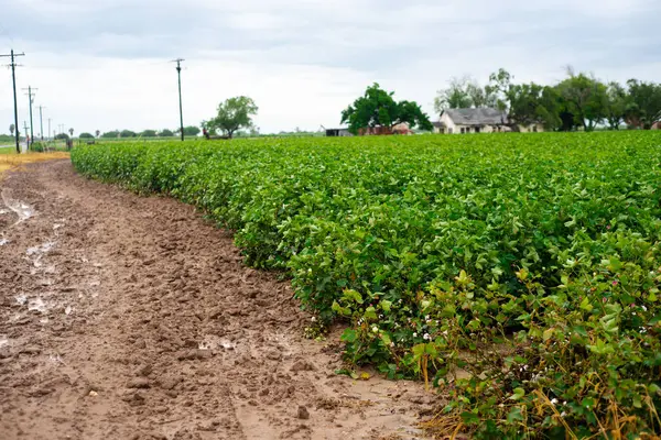 stock image Dirt farm road near large cotton plantation with farmhouse, wooden power pylons background in Raymondville, Texas, yellow and pink cotton during bloom tag, cotton bolls industry agriculture. USA