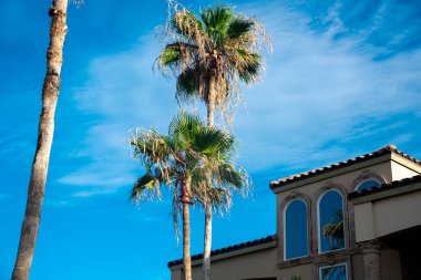 Güney Padres Adası 'ndaki yerleşim yerlerinde yüksek palmiye ağaçları ve iki katlı plaj evlerinin kil kil kiremit çatılarını araştırın. Tropikal bariyer adası Teksas, tatil kiralama, seyahat. ABD