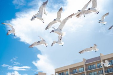 Flock of seagulls soaring flying near multistory waterfront beach condos along shoreline of South Padre Island, Texas Gulf Coast, gulls are seabirds of Laridae family, wildlife looking to be feed. USA clipart