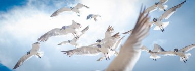 Panorama alçak açılı bir grup martı, güneşli mavi gökyüzünün altında süzülerek Güney Padre Adası, Teksas Körfez Kıyısı kıyılarında yem arıyorlar. ABD