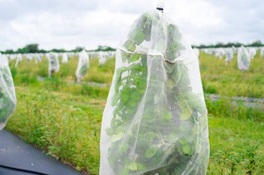 Close-up mesh cover on young citrus plants to prevent Asian citrus psyllid ACP spreading greening disease at grapefruit orchard in Hargill, South Texas, agricultural weed barrier, drip irrigation. USA clipart