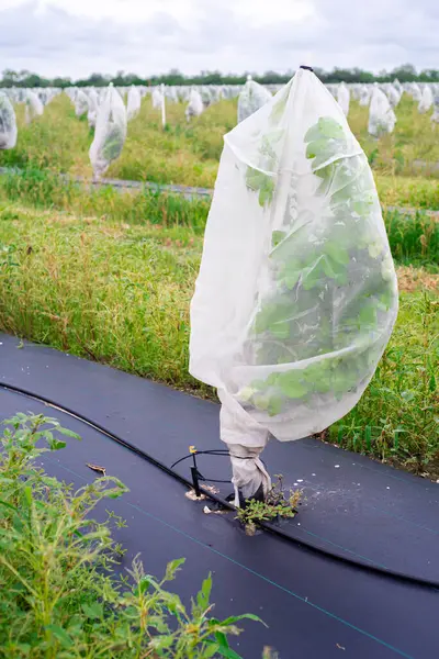 stock image Drip irrigation system, thick fabric weed barrier with row of young citrus plants under polyethylene mesh cover to prevent Asian citrus psyllid ACP spread greening disease in Hargill, South Texas. USA