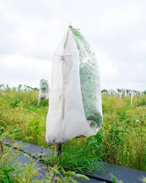 stock image Close-up mesh cover on young citrus plants to prevent Asian citrus psyllid ACP spreading greening disease at grapefruit orchard in Hargill, South Texas, agricultural weed barrier, drip irrigation. USA