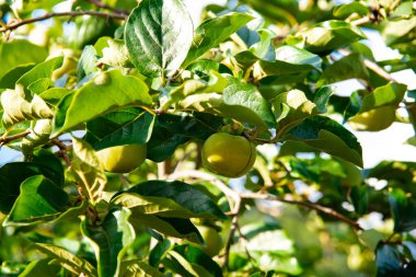 Yakın plan yeşil hurma ağacı Diospyros Kaki Austin, Texas 'ın ön bahçesindeki ağaç dalında asılı, yenilebilir bahçe ve meyve bahçesi, yemyeşil yapraklı olgunlaşmamış meyve, mavi gökyüzü. ABD