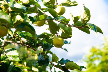 Yakın plan yeşil hurma ağacı Diospyros Kaki Austin, Texas 'ın ön bahçesindeki ağaç dalında asılı, yenilebilir bahçe ve meyve bahçesi, yemyeşil yapraklı olgunlaşmamış meyve, mavi gökyüzü. ABD