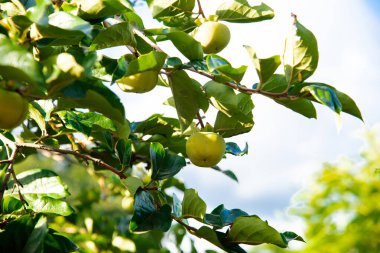 Close-up green persimmon Diospyros kaki hanging on tree branch at front yard garden in Austin, Texas, urban edible landscaping and fruit orchard, unripe fruit with lush green leaves, blue sky. USA clipart