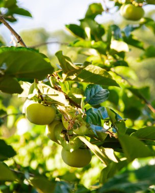 Bir sürü yeşil hurma ağacı Diospyros kaki meyvesi Austin, Teksas 'taki bahçe bahçesinin ön bahçesinde asılı, yenilebilir çevre düzenlemesi ve meyve bahçesi, yemyeşil yapraklı olgunlaşmamış hurma ağaçları. ABD