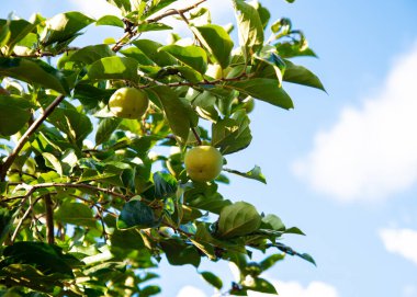 Austin, Teksas 'taki bahçe bahçesinde güneşli mavi gökyüzünün altında asılı duran yeşil, olgunlaşmamış hurma ağacı Diospyros Kaki' ye, yenilebilir bahçe ve meyve bahçesine, yemyeşil yapraklara bakın. ABD