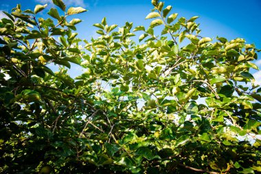 Look up view green unripe persimmon Diospyros kaki hanging on tree branch under sunny blue sky at front yard garden in Austin, Texas, urban edible landscaping and fruit orchard, lush green leaves. USA clipart