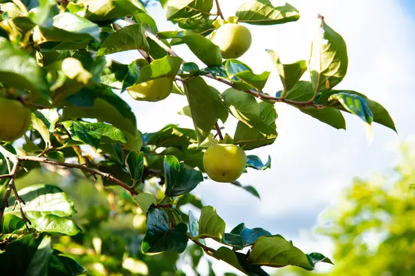 stock image Close-up green persimmon Diospyros kaki hanging on tree branch at front yard garden in Austin, Texas, urban edible landscaping and fruit orchard, unripe fruit with lush green leaves, blue sky. USA